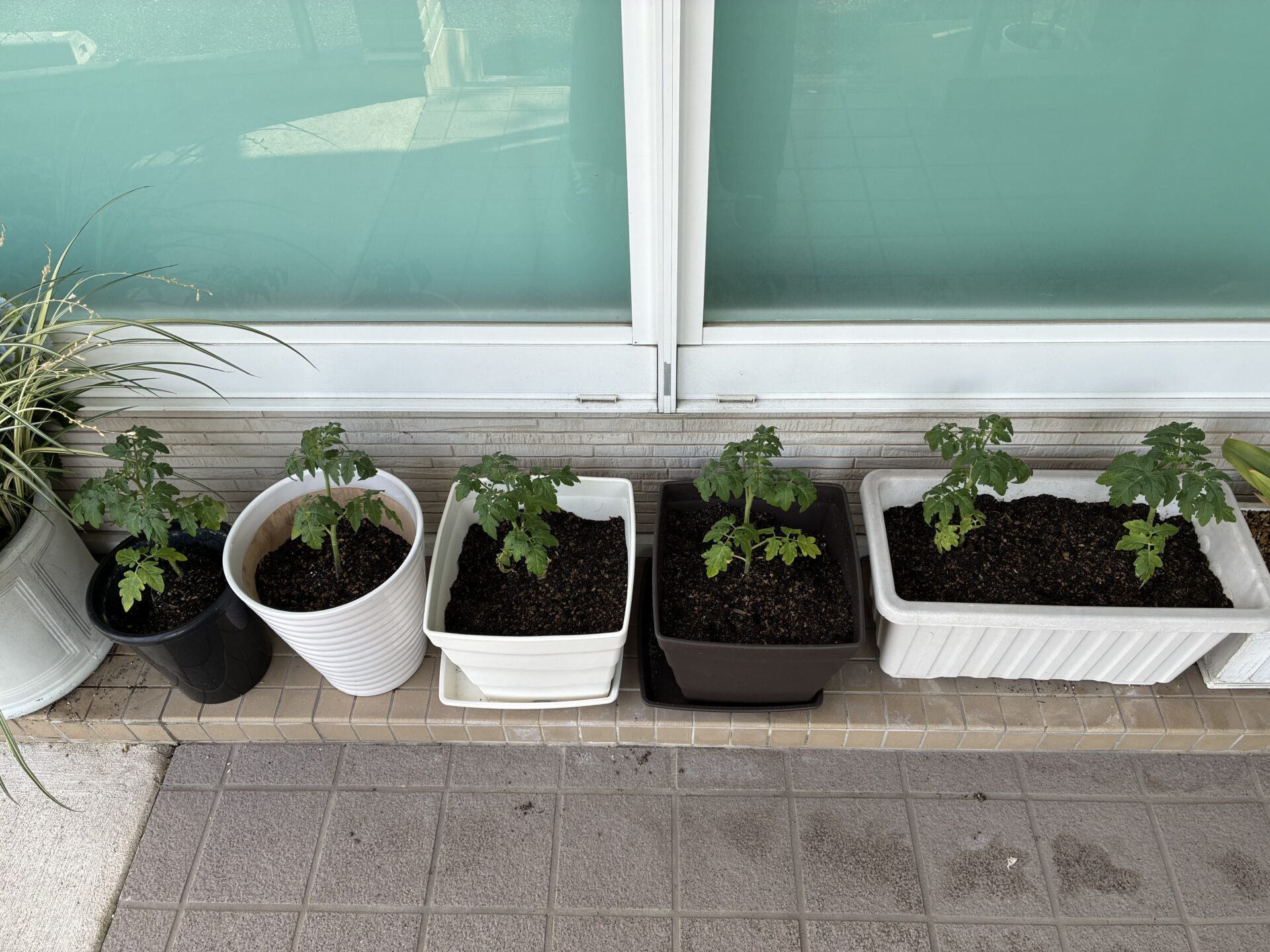 今年も頑張ってますよ🍅